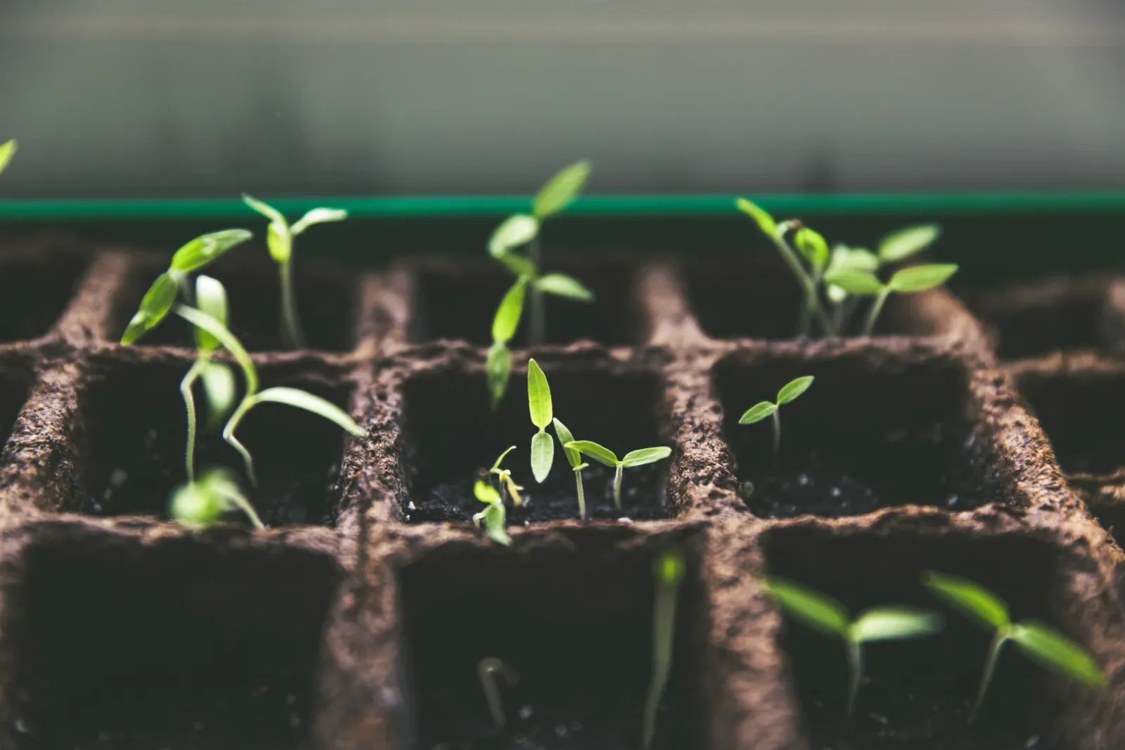 How to create nutrient-rich soil for your plants?